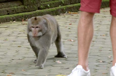 Fat Monkey GIFs - Find & Share on GIPHY