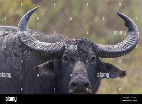 Bubalus arnee large horns hi-res stock photography and images - Alamy