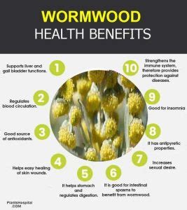 13 Amazing Health Benefits Of Wormwood: Damages, Uses & Dosage