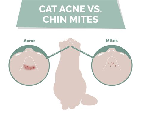 Understanding and Managing Cat Acne-Puainta®