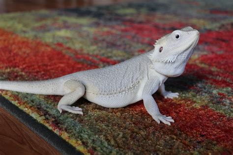 11 Types of Bearded Dragon Morphs