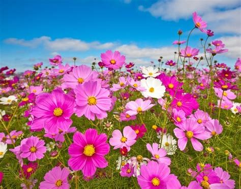 Cosmos Seeds For Sale | Buy Bulk Cosmos Flower Seeds At Eden Brothers - "Sensation Mix" seems to ...