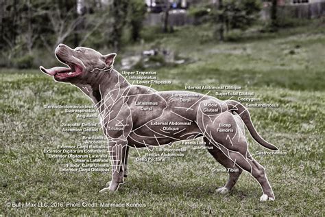 The Muscle Anatomy of Dogs - Everything You Need To Know