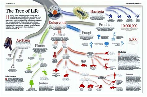 Animal Taxonomy Tree