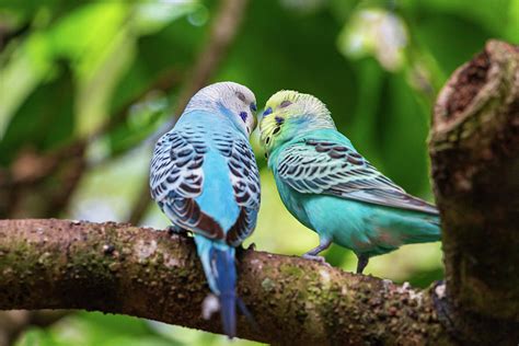 Two budgies kissing Photograph by Holly Guerrio