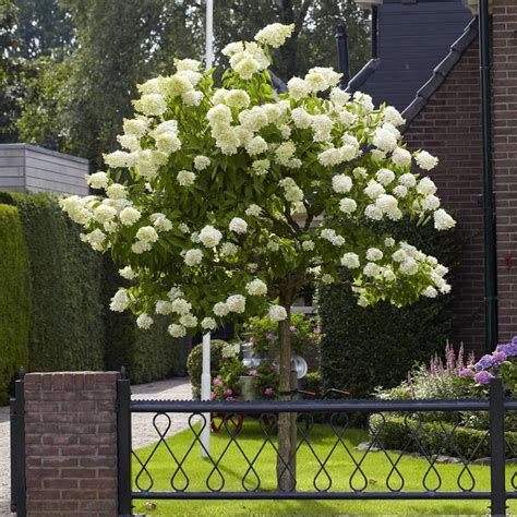 Limelight Hydrangea Tree | Hydrangea tree, Limelight hydrangea, Hydrangea paniculata