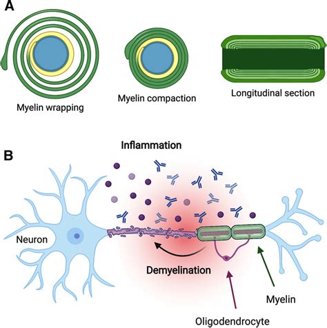 Myelin formation and degradation. A During myelination, the myelinating... | Download Scientific ...