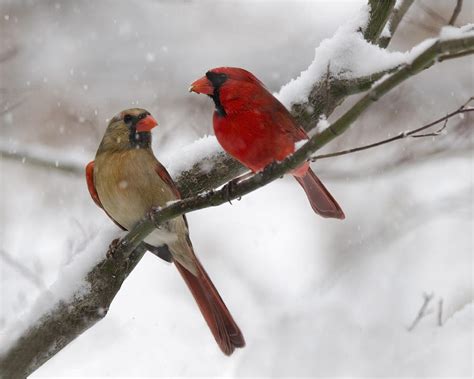 Male and Female Cardinal Photograph by Ann Bridges - Pixels