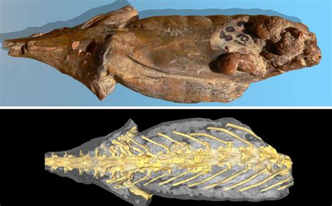 'Mummified' salamander fossil reveals its organs – and its last meal ...