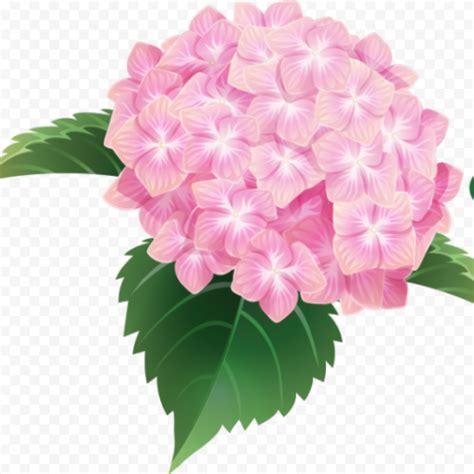 Pink Hydrangea Bouquet Flower Illustration | Citypng