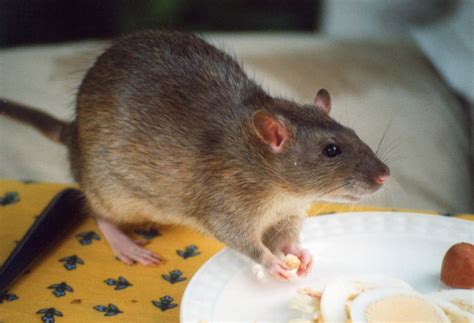 Fancy Rat Varieties: Fur Color, Eye Color, Coat Type, and Markings ...