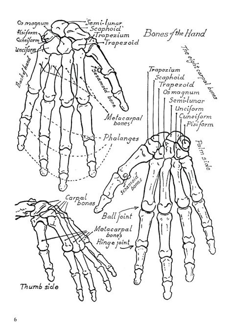 Anatomy And Physiology Coloring Pages at GetColorings.com | Free ...