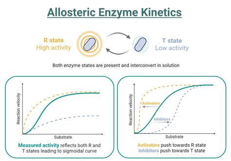 Allosteric Inhibition: Mechanism, Cooperativity, Examples