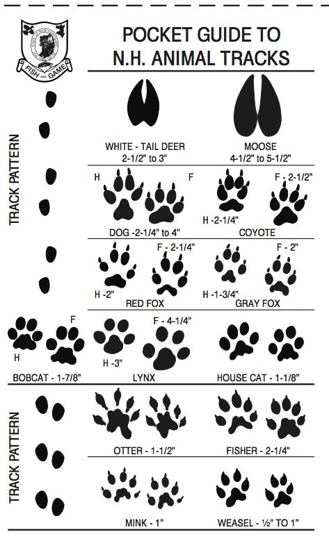 fisher cat paw tracks - Shana Gatlin