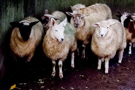 Rathbaun Farm - Various breeds of sheep © Joseph Mischyshyn cc-by-sa/2.0 :: Geograph Britain and ...