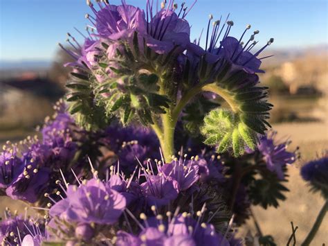 Spring in the Southern California Desert — The Emily Company