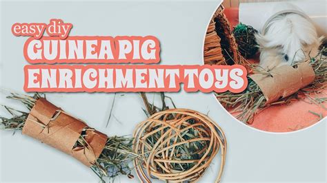 Diy Guinea Pig Toys Easy | Wow Blog