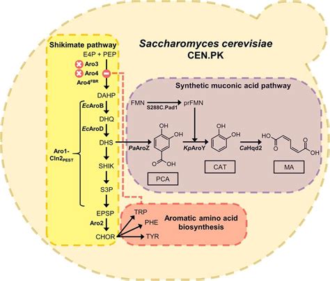 Interfacing a composite MA pathway to native yeast aromatic metabolism.... | Download Scientific ...