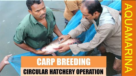 Carp breeding & Circular hatchery management | Carp Hatchery | carp ...