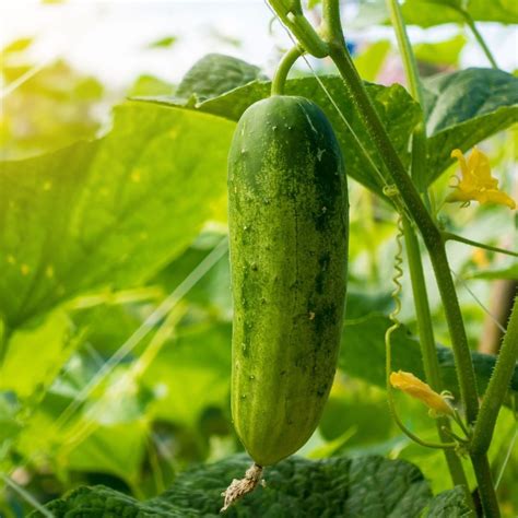 Veggies: Cucumbers | Vegetable garden for beginners, Organic seeds, Different fruits and vegetables