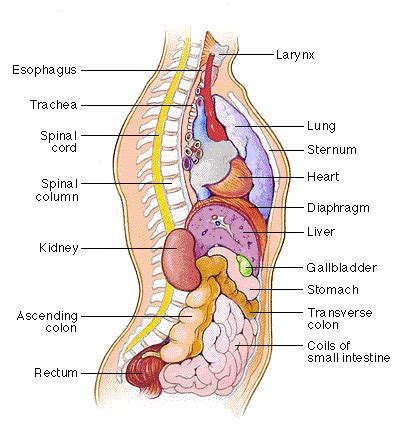 Human Body Organs Diagram Simple