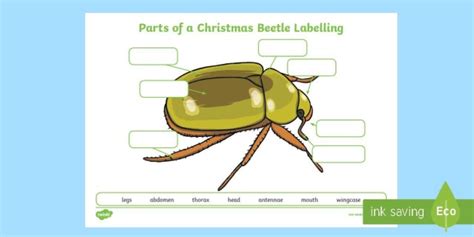 Parts of a Christmas Beetle Labelling Worksheet