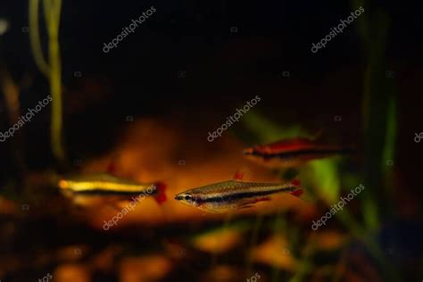 cardumen de peces lápiz, especies de educación enana en acuario de ...