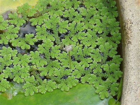 Azolla - Alchetron, The Free Social Encyclopedia