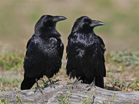 Common Raven - eBird | Cuervo