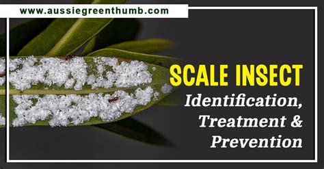 Scale Insect Identification, Treatment and Prevention