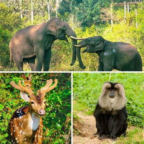 7 Ways to Spot Wildlife in Coorg for Beginners - Turuhi