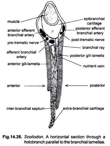 Respiratory System of Dogfish (Scoliodon): With Diagram | Chordata | Zoology