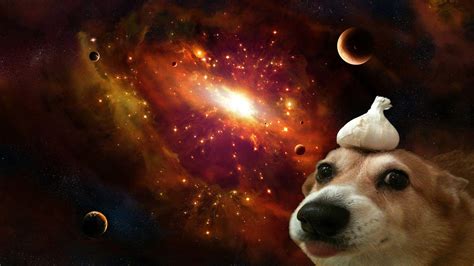 Dog Galaxy Wallpapers - Top Free Dog Galaxy Backgrounds - WallpaperAccess