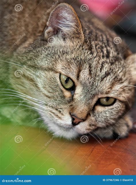 Dreaming cat stock photo. Image of looking, mammal, close - 37967246