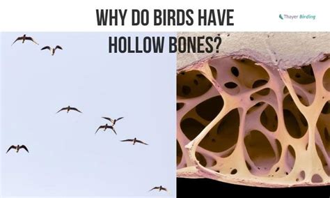 Birds with Hollow Bones: The Key to Flight – Nature Blog Network