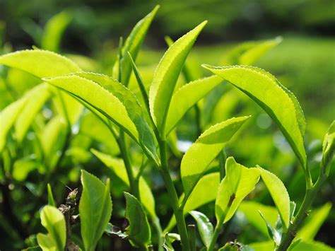 Tea Leaves Growing - Green Queen