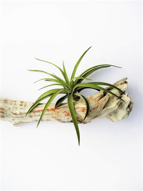 All About Air Plants