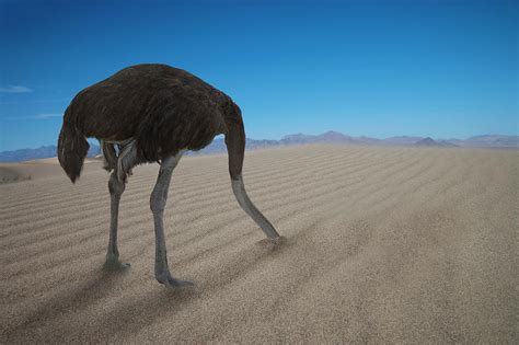 Ostrich Hiding His Head Under Sand Photograph by Buena Vista Images | Pixels