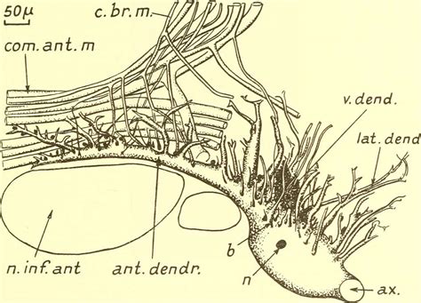 2 Cephalopoda anatomy, Anatomy Images: PICRYL - Public Domain Media Search Engine Public Domain ...