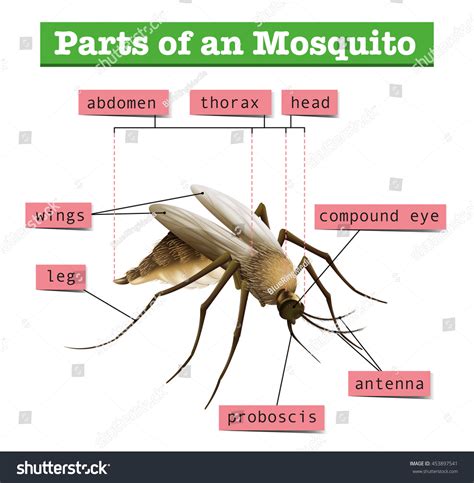 640 Mosquito Anatomy Images, Stock Photos & Vectors | Shutterstock