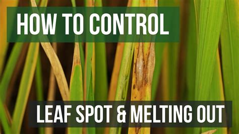 Leaf Spot Control: How To Get Rid of Leaf Spot | DIY Leaf Spot ...