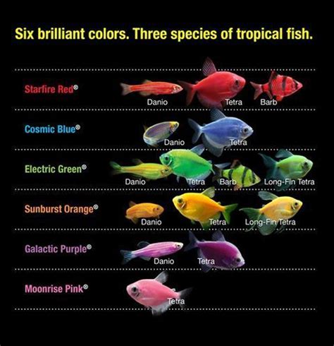 Great GloFish®️️ chart from Tetra USA! Did you know there were this many lines of #GloFish ...