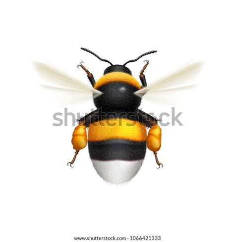 Illustration Flying Bumblebee Species Bombus Terrestris Stock Vector ...