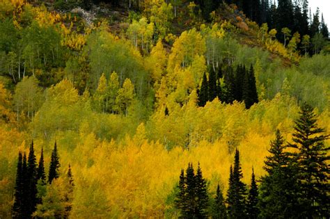 Aspen trees with fall color. Brighton, Utah Aspen Trees, Fall Colors ...