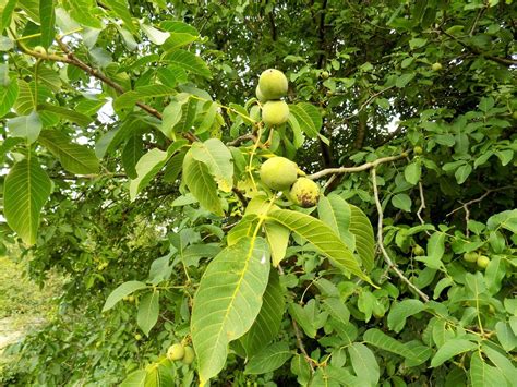 Nut Trees For Zone 5 Gardens: What Nut Trees Grow In Zone 5