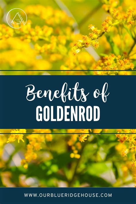 10 Health Benefits of Goldenrod - Our Blue Ridge House