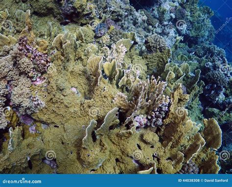 Millepora platyphylla stock photo. Image of hydroid, alcicornis - 44038308