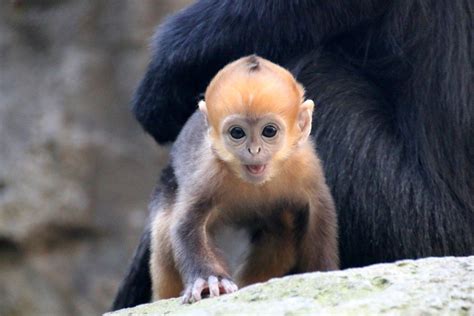 Rare bright orange monkey born at Taronga Zoo - Australian Geographic