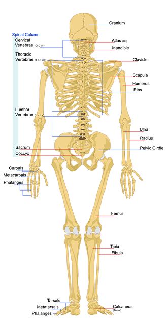 Free vector graphic: Skeleton, Human, Anatomy, Spine - Free Image on ...