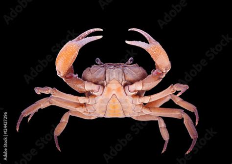 crab isolated on black background Stock Photo | Adobe Stock